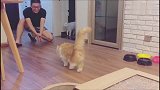 猫咪爱上了在地板上摩擦，主人一推就上瘾了