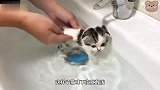 铲屎官给猫咪洗澡，竟然不吵不闹非常乖，这么可爱谁不想养一只？