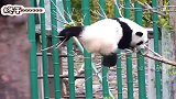熊猫：没让我失望，看到最后掉下去了，我悬着的心终于放下了