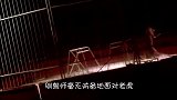 马戏团老虎突然失控，场面惊险，镜头记录全过程