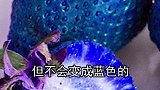 原来网红蓝草莓只是一个噱头，一开始我还信以为真！