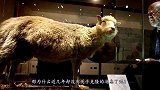 为何至今无人再提克隆？看看“多莉”的下场，你就明白了！