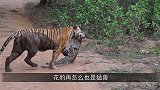老虎猎杀花豹，一个回合解决战斗，镜头记录全过程！