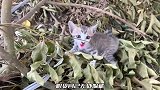 原以为只是普通的小奶猫，当看到它身上的锁链，小哥心痛不已