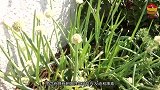 医生警告葱和它不能同食，知道为什么吗，大家别再无知！
