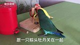 小绿蛋丢失20天，昨天终于找回来了