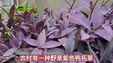 紫色鸭跖草又叫紫竹梅，不仅是盆栽，了解的人不多，看视频涨知识