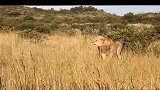 狮群内部争斗—地主雄狮要教训母狮结果被群起反抗