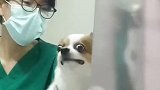 泰国：一只宠物狗打狂犬疫苗时因害怕露出滑稽表情