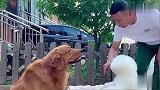 金毛轮胎玩象棋，小黑斌提醒它的车被偷了，金毛不信，看完笑岔气