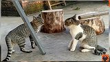 恶霸猫互看不顺眼，空气瞬间凝固，谁怂谁尴尬