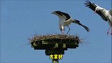 你对这个鸟了解多少？它可是德国的国鸟，也是送子鸟