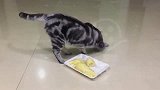给猫咪闻榴莲的味道，狸花猫：把屎给朕拿开
