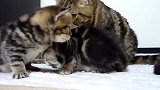 小奶猫们在一起玩耍的样子，这呆萌的样子，真可爱！