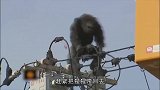 猩猩从动物园逃跑，在高压线上乱晃，下一秒就悲剧了