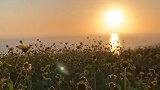 用欣赏眼光看世界生活处处呈鲜花美景