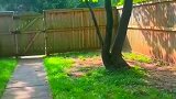 狗子为了防止小偷入室，来回跳跃看家，像极了移动监控