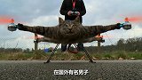 猫咪被绑在无人机上，启动的瞬间，原谅我不厚道的笑了！
