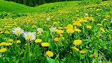 你们想看这漫山遍野的蒲公英吗来伊犁草原吧！