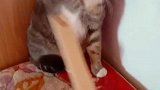 猫：敢打我，信不信我挠你！