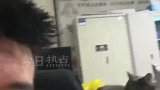 主人呼喊小猫没想到猫咪竟会礼貌回礼