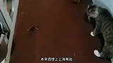 你叫破喉咙也没用猫：我不认识破喉咙