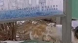 猫咪一家三口在冬风中抱团取暖