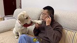 拉布拉多扒拉主人，却得不到回应，狗狗却给主人写了一封信
