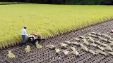 日本人是怎样收割水稻的？