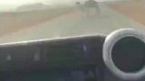 骆驼占道路不肯走怎么办