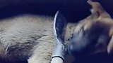 中华田园犬：是我做噩梦了还是我醒来的方式不对