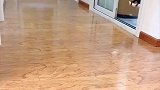 狗狗暗示主人要掏耳朵主人假装看不懂接下来主人笑了
