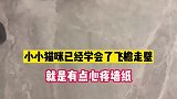 小小猫咪已经学会了飞檐走壁，就是有点心疼墙纸