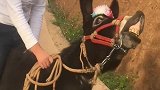农村妹骑马，这气势真逗