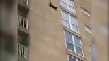 猫咪为什么爱“跳楼”，黑猫10楼落下，只听一声“巨响”！
