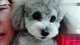 姥爷打泰迪的儿子，泰迪急了和姥爷大吵一架你敢动我儿子试试