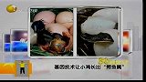 基因技术让小鸡长出“鳄鱼嘴”