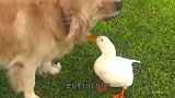 鸭子帮斗牛犬挠痒痒，大白鹅也想尝试一下，下一秒忍住不要笑