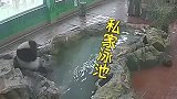 广东动物园：空调房游泳池大冰块，动物园里的夏天这样过！