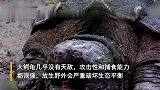 重庆发现巨型怪龟：竟是外来入侵物种，几乎“无敌”