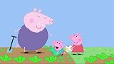 小猪佩奇：看了猪爷爷种的苹果，佩奇很心动，也要自己种水果！