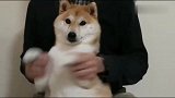 柴犬被主人强迫跳舞，全程高冷范面无表情！