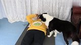 铲屎官在狗子面前敷黄瓜面膜，边牧极力反对，德牧：吃就完事了