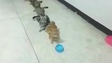 六只猫咪排队领小鱼干，最后一位竟自带椅子，美国网友佩服