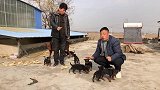 国产猛犬耀州红生了一窝小狗，全是精品，来欣赏品评下这些小家伙