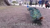 孔雀在熊猫面前炫耀自己的美，熊猫-我不发威，你当我是胖熊吗