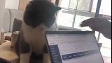 猫：我来看看你在整啥玩意儿！