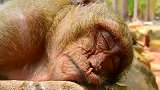 猴子英俊少年睡着了，梦回花果山！