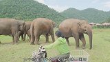 求相处秘诀女子和大象感情羡煞旁人，寸步不离守护女子