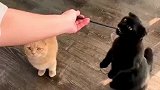 会卖萌的猫咪有糖吃
